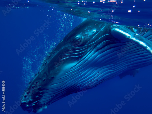 humpback whale calf underwater