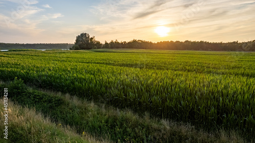 Corn field agriculture under a sunset sky. Green nature. Rural farm land in summer. Plant growth. Farming scene. Outdoor landscape. Organic leaf. Crop season. Sun in the sky. High quality photo