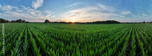 Valokuva Aerial panoramic view taken by a drone of a Corn field agriculture under a sunset sky
