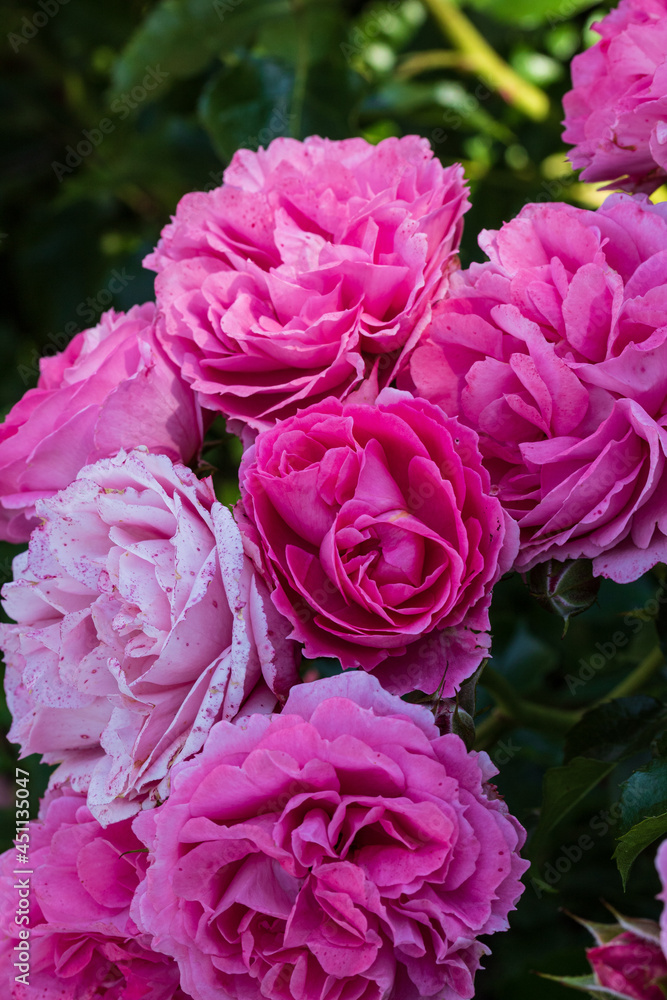 'Moin Moin' - floribundrose.in the shade. Vertical photo. Close up. Macro.2021 'Moin Moin' - floribundrose.in the shade. Vertical photo. Close up. Macro.2021