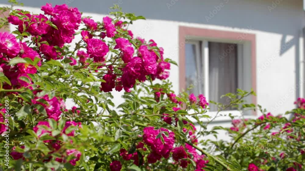 rose bush on a house window background,small roses on the fence near the house rose bush on a house window background,small roses on the fence near the house