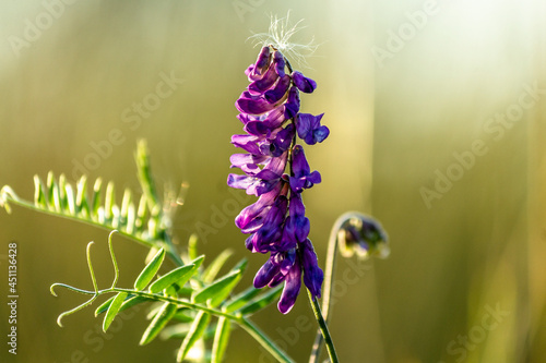 Photos Scutellaria or skullcap flower.