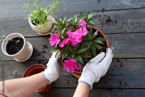 Photos A woman replants an impatiens in a new pot