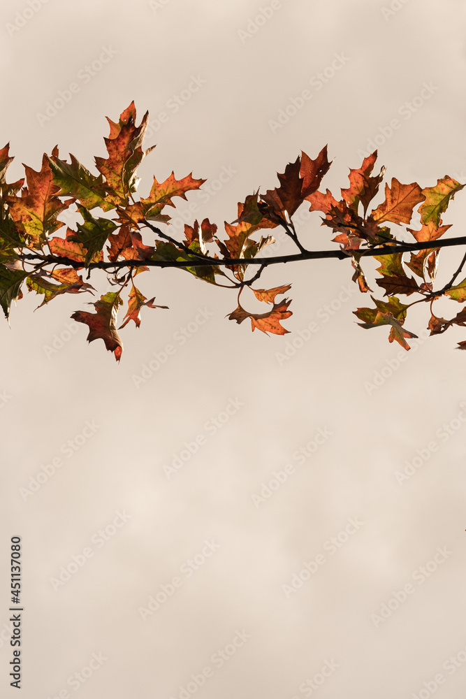 Colourful gold yellow autumn fall leaves on tree branches. Outdoor autumn fall leaves background Colourful gold yellow autumn fall leaves on tree branches. Outdoor autumn fall leaves background