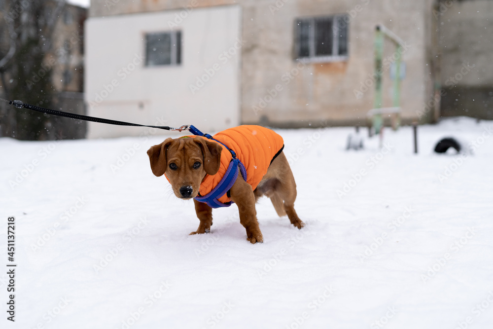 Dachshund dog dressed in a dog jacket on a leash walks on the white snow in winter.