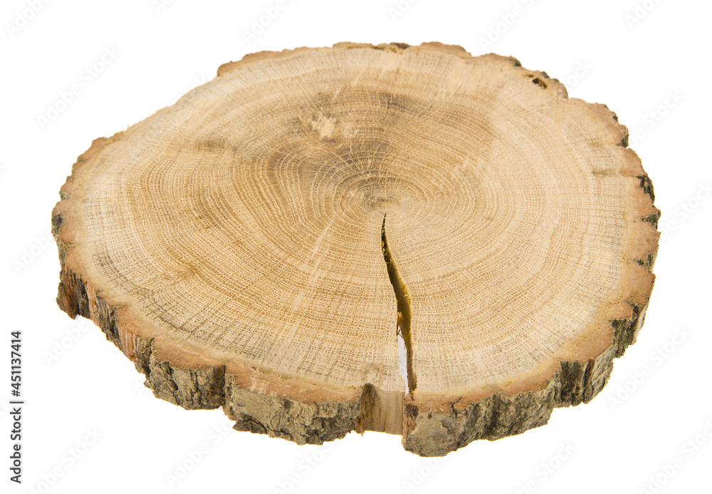 Tree slice isolated on white background. Tree slice isolated on white background.