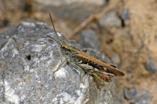 Common field grasshopper // Brauner Grashüpfer (Chorthippus brunneus, Glyptobothrus brunneus)