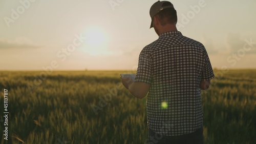 a farmer walks across a field holding a tablet in his hand at sunset in the sky, an agronomist works in a field, a worker walks through a green ranch, crops have risen, harvest season