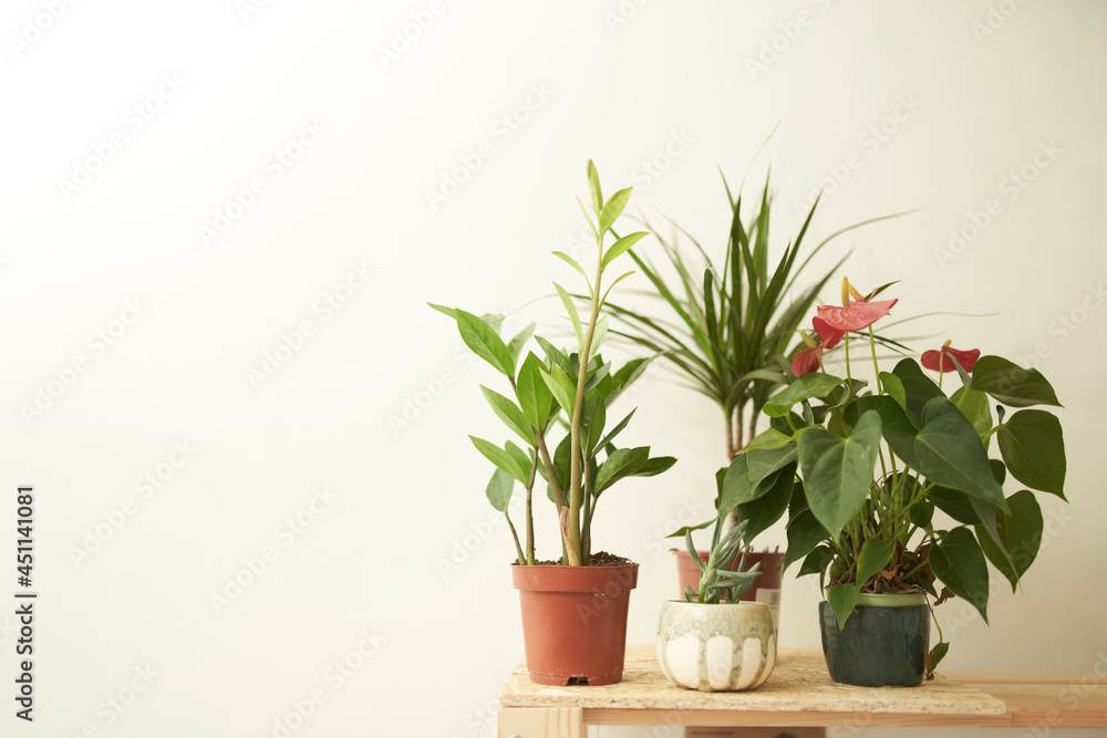 Potted plants placed on table