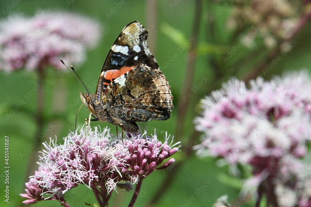 Papillon vulcain 2 Papillon vulcain 2