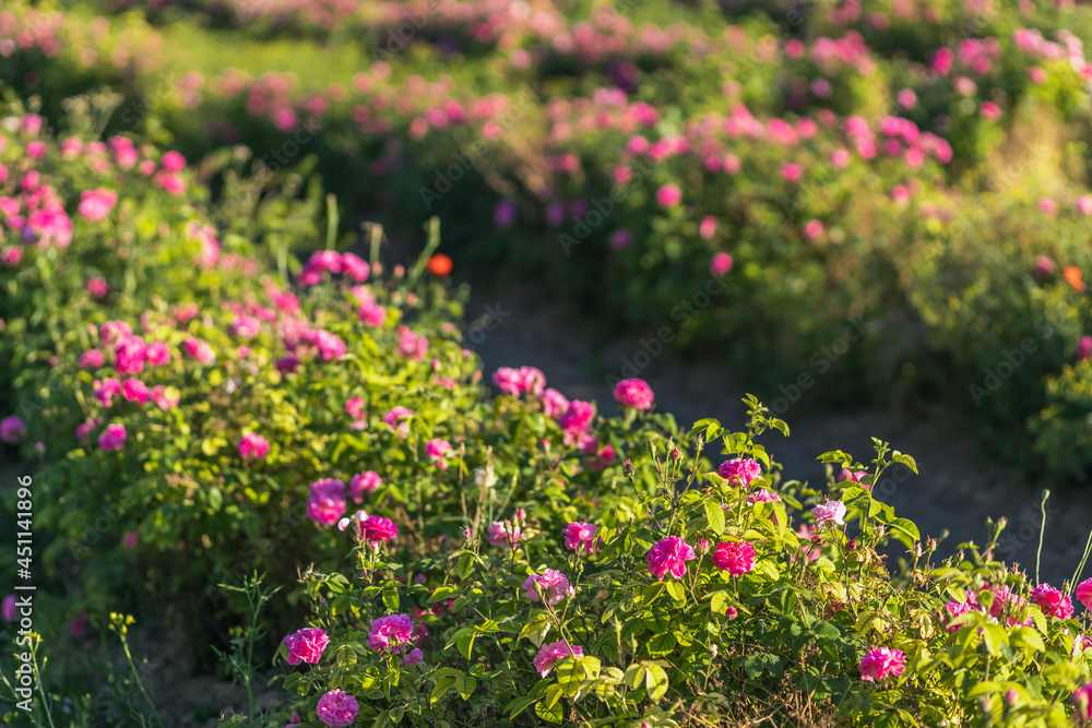 A field of pink roses. beautiful background