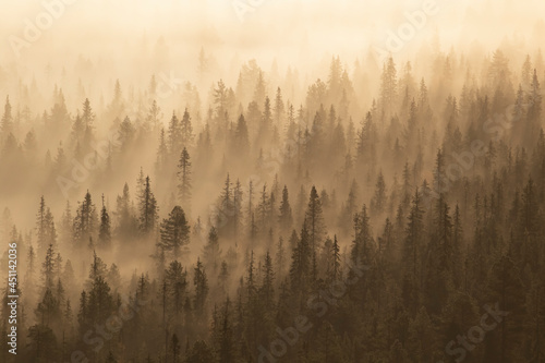 Fog covering the boreal taiga forest during autumn sunrise in Finnish nature, Northern Europe