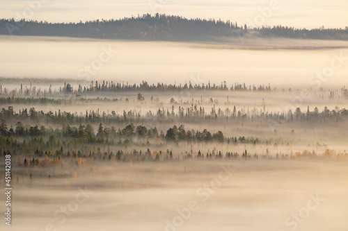 Fog covering the taiga forest landscape in the morning in Finnish nature, Northern Europe photo