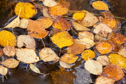 Colorful yellow autumnal birch leaves in the water 