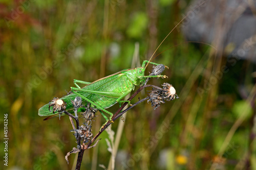 Great green bush-cricket // Grünes Heupferd (Tettigonia viridissima)