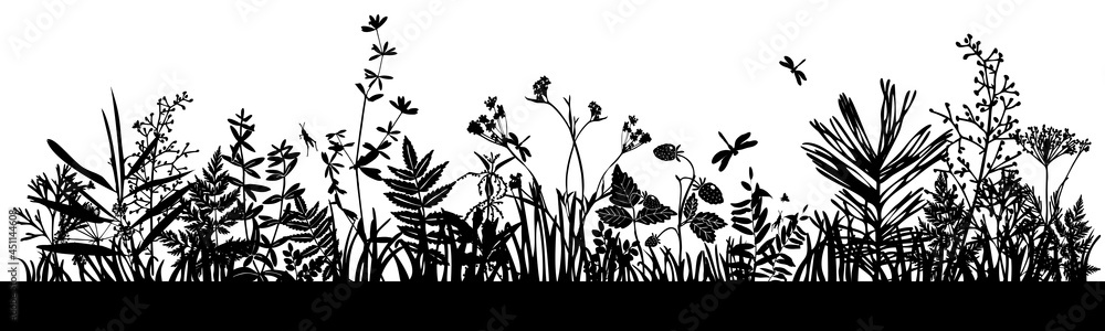 Fototapeta Tło z czarne sylwetki łąka dzikich ziół i kwiatów. Polne kwiaty. Dzika trawa. Zestaw sylwetki elementów botanicznych.