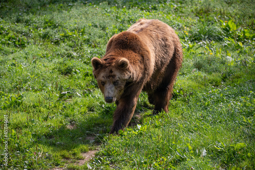 Juraparc vaud suisse, loups et Ours