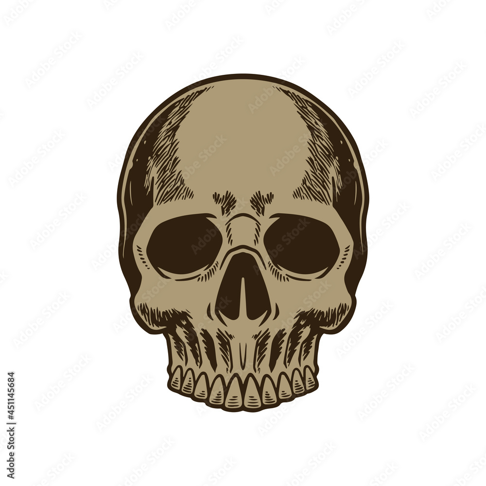 Vintage scary skull of human with lower jaw hand drawn engraved style. Terrible skull for halloween. Skeleton head anatomy in old retro etching style. Vector design isolated on white background