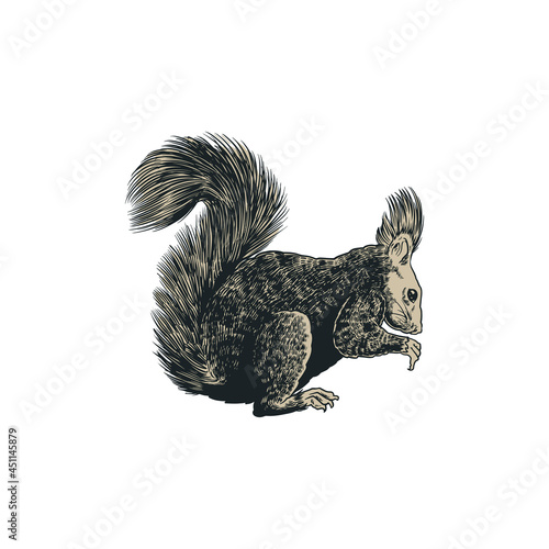 Squirrel sketch engraving v...