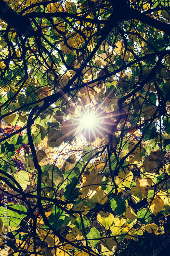 Obraz premium Sun shining through autumn leaves