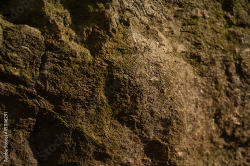  dark rock covered with moss in summer