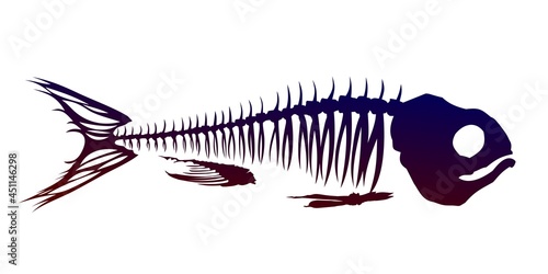 A Skeleton of big predatory sea fish.