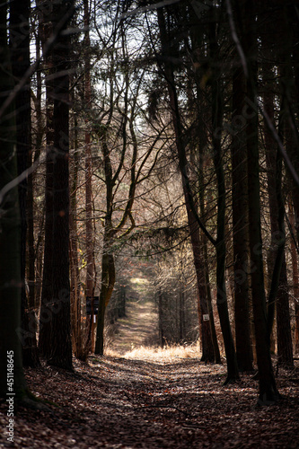 path among trees in the forest vertical