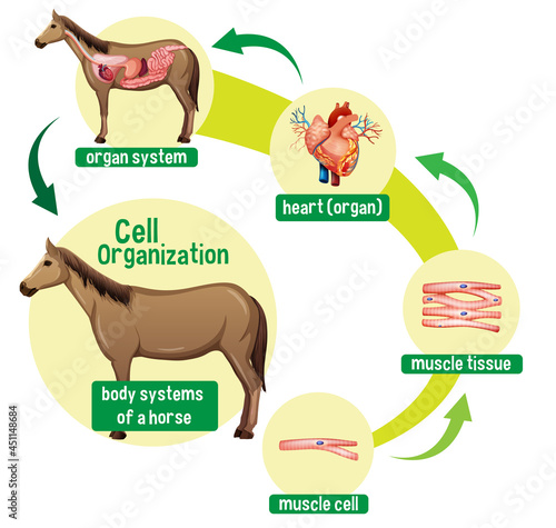 Diagram showing cell organization in a horse