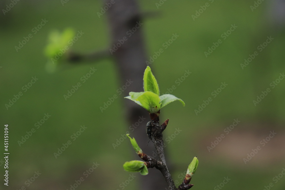 sprout on a branch sprout on a branch