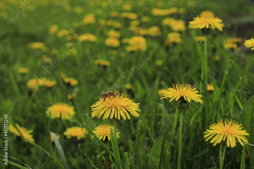 Beautiful flowers of yellow dandelions in nature in warm summer or spring on a meadow in sunlight, macro. Artistic image of the beauty of nature. Great focus.