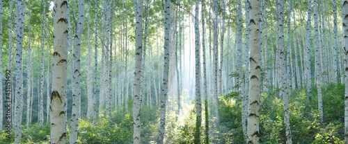 Fotografia White Birch Forest in Summer, Panoramic View