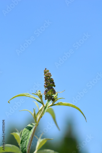 Summer lilac Nanho Blue photo