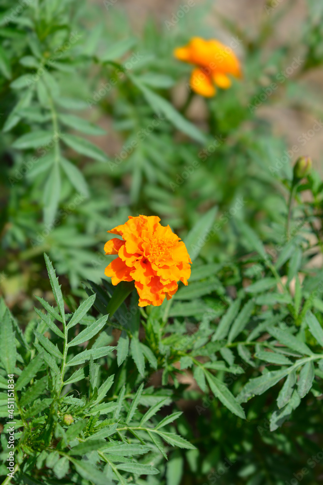 Mexican marigold Mexican marigold