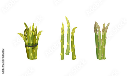 Fresh green asparagus stems set. Bound bunches and scattered stalks of raw vegetables vector illustration