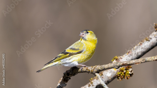 bird, natur, wild lebende tiere, gelb, tier, ast, wild, schnabel