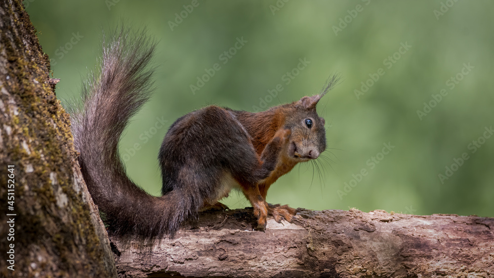 eichhörnchen, tier, nager, natur, wild lebende tiere, baum, säugetier, wild, fell, eichhörnchen, tier, nager, natur, wild lebende tiere, baum, säugetier, wild, fell,