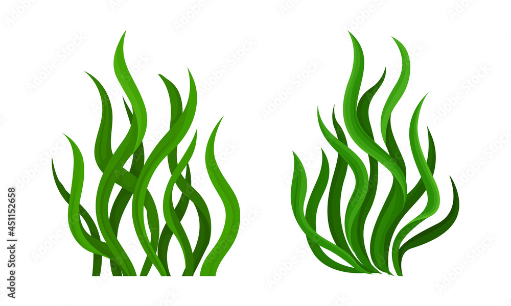 Green seaweed leaves set. Spirulina plant vector illustration Green seaweed leaves set. Spirulina plant vector illustration