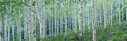 White Birch Forest in Summer, Panoramic View