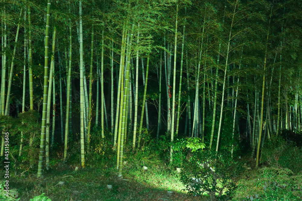 Obraz premium 竹林