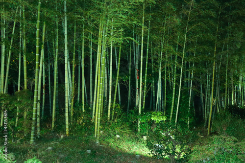 Fototapeta Naklejka Na Ścianę i Meble -  竹林