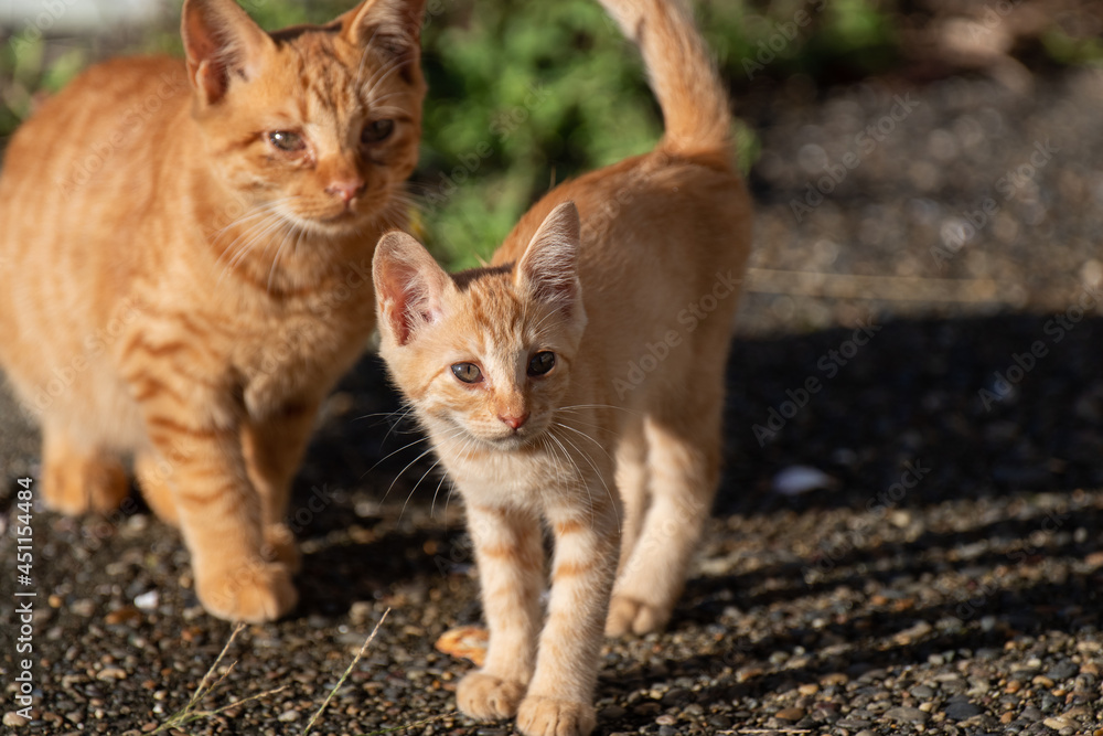 可愛い子猫