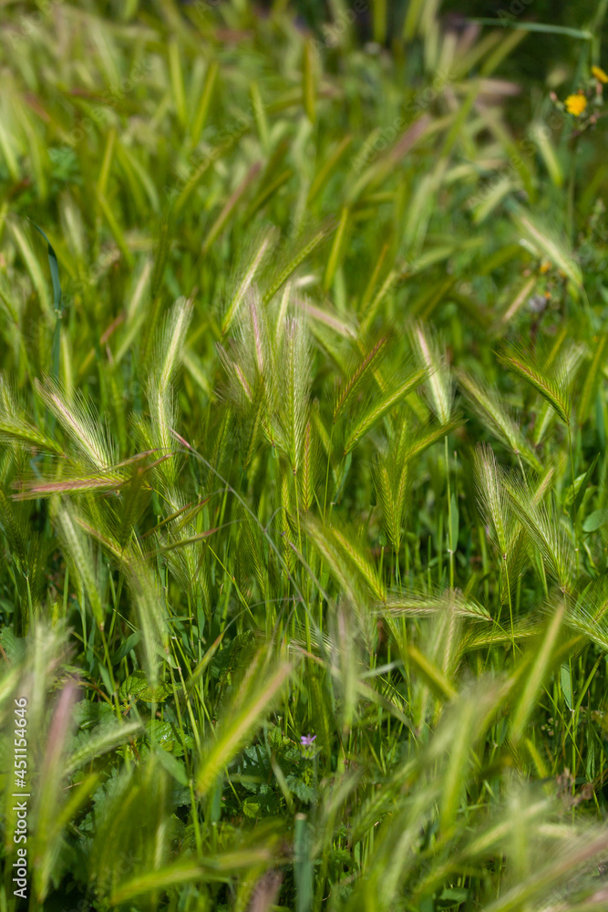 wall barley or false barley in the meadow wall barley or false barley in the meadow