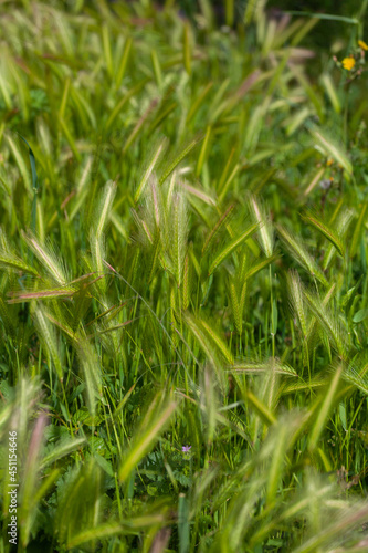 wall barley or false barley in the meadow