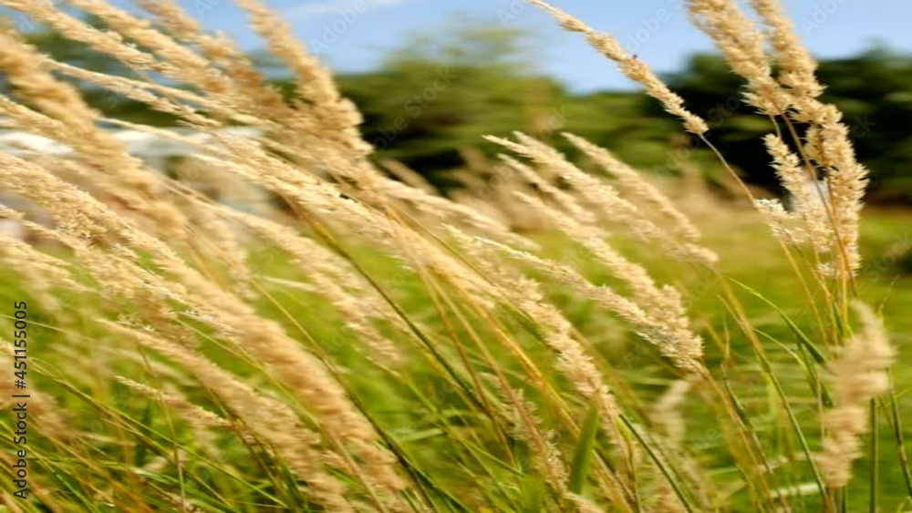 The wind sways the tall grass on a sunny summer day The wind sways the tall grass on a sunny summer day