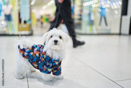 cute curious puppy walking along a shopping centre with her owner