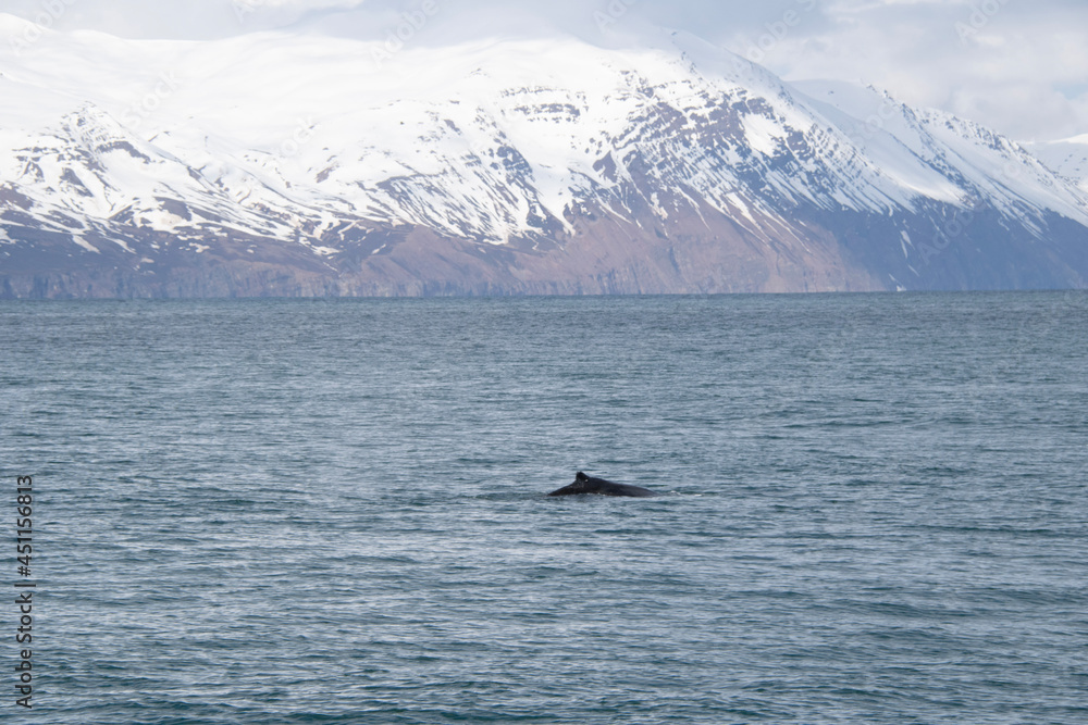 Fototapeta premium humpback whale tail