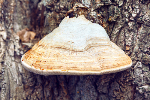 Tree Bracket Fungus . Fungi that growing on the bark of living tree