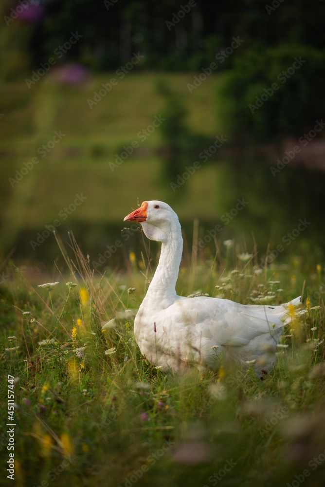 Obraz premium Photo of a goose on a green meadow.