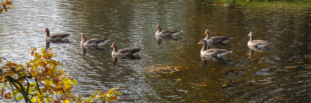 Obraz premium Floating flock of wild geese on a lake, panorama