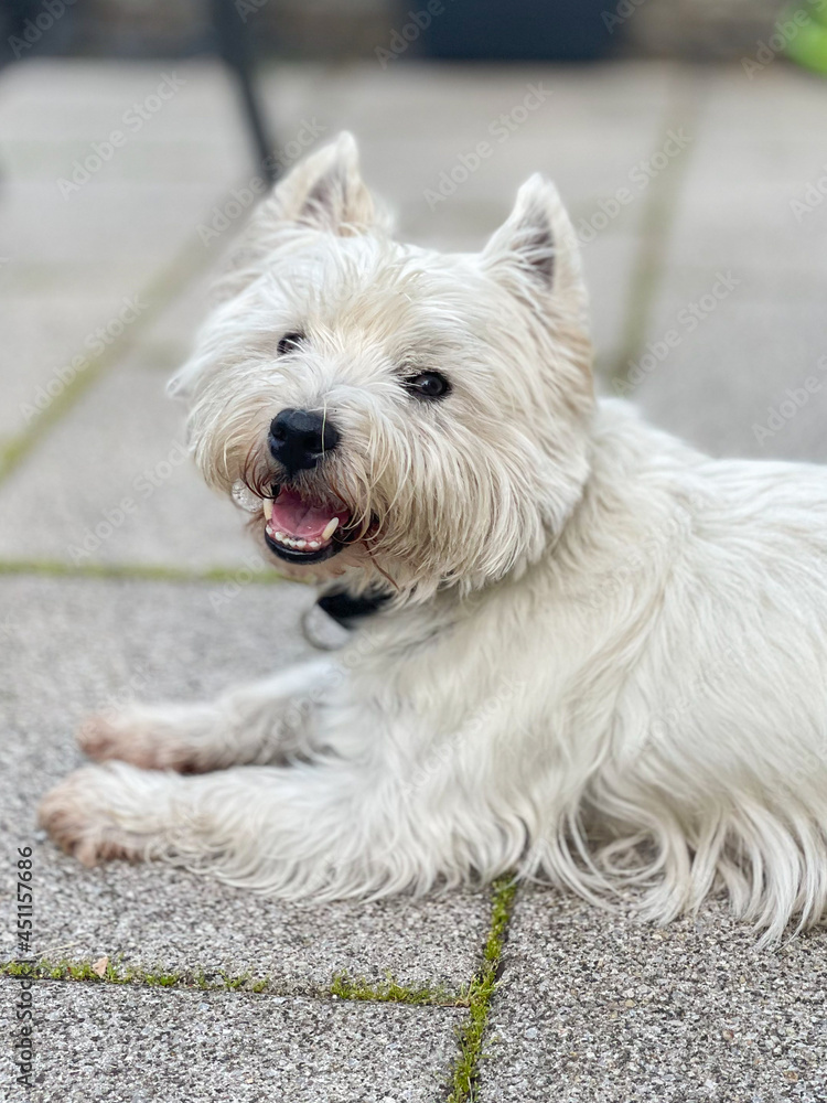 West Highland White Terrier dog lies on the terrace and looks at the camera